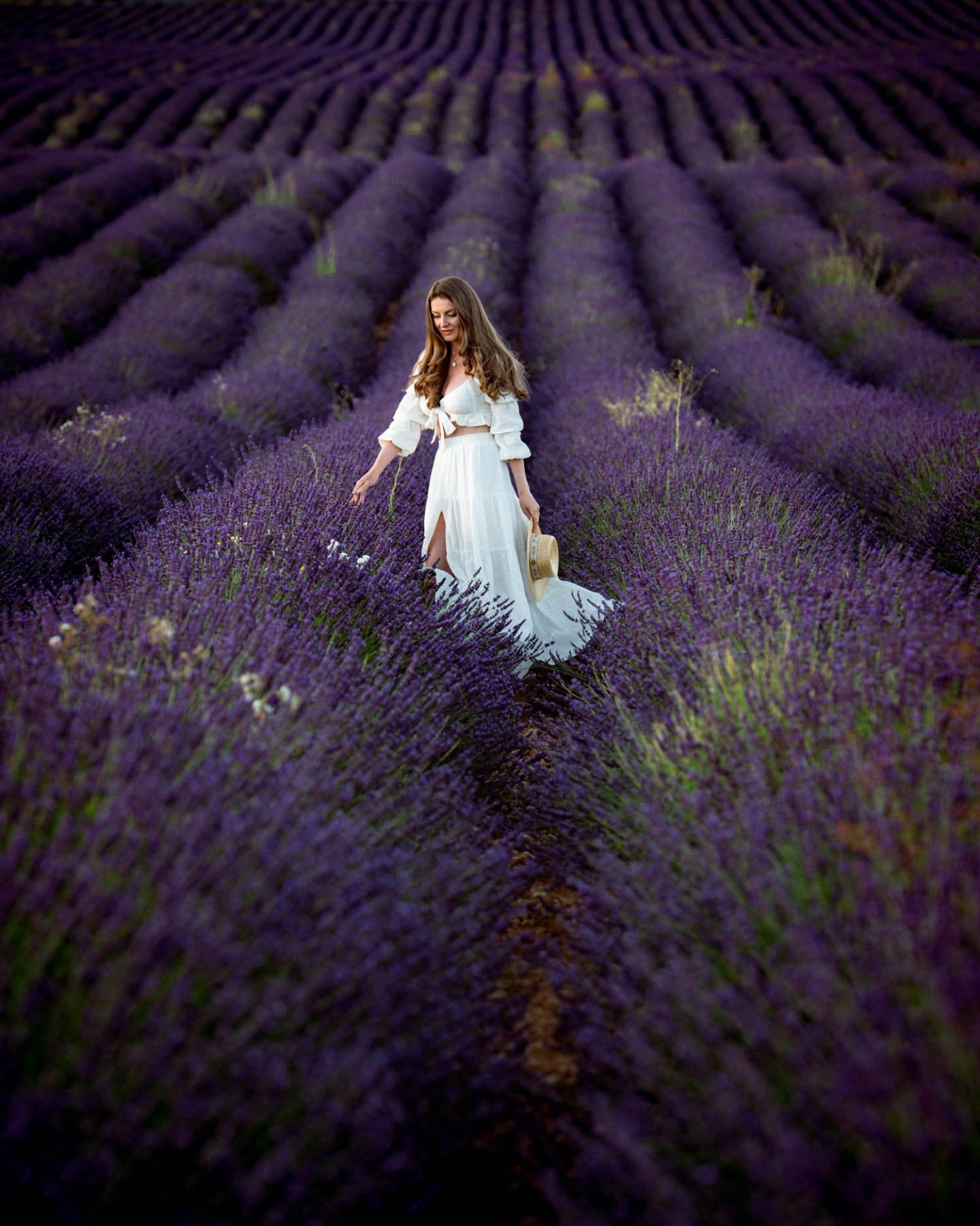 Provence Lavender Fields - The Ultimate Guide For Your Trip - Glam of NYC